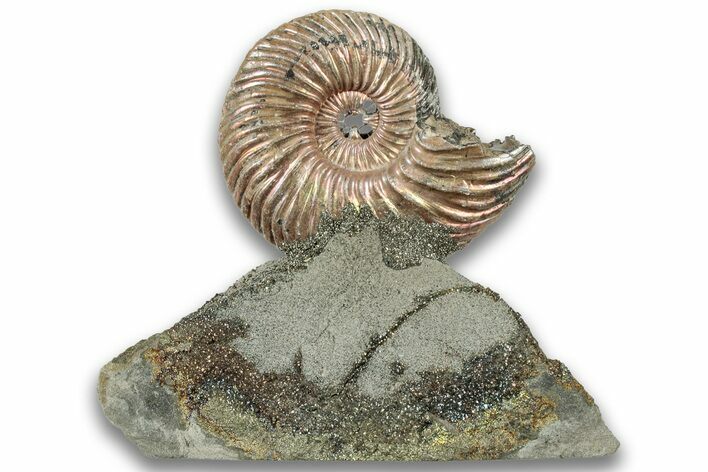 Iridescent, Pyritized Ammonite (Quenstedticeras) Fossil Display #324251